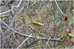 Decalepis hamiltonii